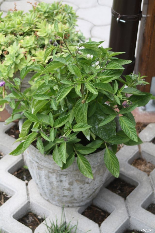 Pepino